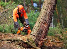 Why Choose Our Tree Removal Services in Mcnair, VA?