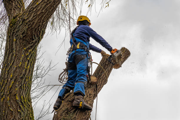 Best Tree Risk Assessment  in Mcnair, VA